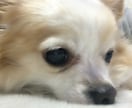 リラックスしてお話しませんか？どんな話でも聴きます 2日間トークルームで素敵な時間を過ごしましょう(ㅅ´˘`)♡ イメージ4