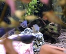 副業に最適！子沢山にするメダカ養殖法を教えます 初心者大歓迎！安心で手間いらず！1日10分のメダ活だけ！ イメージ3