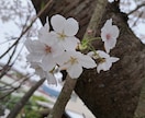 お話しお聴きします 誰かと話したい・話せばスッキリしそう・お気軽にお電話ください イメージ1