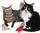 透明水彩を使用。可愛い猫の似顔絵を手描きで描きます ペット／猫／プレゼント／アート（※ワンコは別出品です） イメージ7