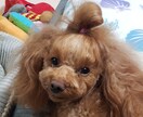 プードルのかわいい顔としぐさをプレゼントします プードルですが、直毛なので、貴重です イメージ1