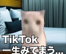 流行りの猫ミーム動画の制作を行います YouTubeshortsやTiktokなどへ投稿したい方へ イメージ3