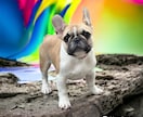 我が家のワンコメモ 病気や危険な物教えます 愛犬のための病気や身の回りにある危険な物など情報満載です。 イメージ6
