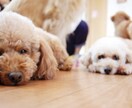 虹の橋を渡ったあの子からのメッセージをお伝えします きっとあなたへ伝えたい事が沢山あるはず イメージ4