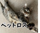 虹を渡った愛犬猫の思い出・寂しさ・辛さお聞きします 病気の犬猫の医療・入院・看取り・大変さ、母が寄り添います！ イメージ1