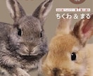 うちの子が主役＊雑誌風アート作ります うちの子が、表紙モデルになる日！？ イメージ3