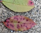 写真で判別！病害虫診断します 岐阜県で多数の治療実績！庭木の病害虫診断 イメージ4