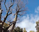 電話＊モラハラ：現実の意味とは？リーディングします パートナー＊恋人＊彼氏＊彼女＊夫婦＊家族＊上司＊教師＊友人等 イメージ1