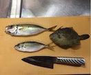 東京湾、横浜、護岸、海釣り公園　秘密釣り方教えます なんでこんなに釣れるの？GOGOフッシング イメージ7