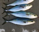 淡路島、明石、和歌山の釣りポイント教えます 関西近郊の釣りポイント教えます青物、スズキ、ヒラスズキ等 イメージ2