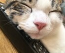 猫ちゃんの写真・動画売ります 白いチンチラの猫とブチのスコティッシュ猫 イメージ6