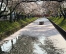 春の写真素材提供します 主に春を感じられる花々の写真を提供します イメージ3