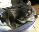 あなたの普段の悩み・相談なんでも聞きます 協調性が高く、人に興味心身な私があなたの相談、悩みを聞くよ！ イメージ3