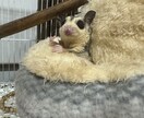 心休まる三毛猫屋。悩みをゆるりとお聴きします 心の悩み・ペット（資格有)・美文字のコツ何でもお話しください イメージ3