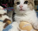ペットのお悩み解決策お伝えします 猫や犬が飼いたい！また飼っている方のお悩み イメージ2