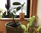 観葉植物の育て方をアドバイスします 観葉植物の育て方に不安がある方の相談にお答えします！ イメージ1