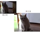 写真素材の作成・修正・加工の各種を承ります 著作権などの心配がない、オリジナルでの作成をご希望の方に！ イメージ6