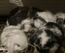 ペットショップ店員がペットのお悩み解決します 多くの動物の飼育経験をもつペットショップ店員が親身に対応 イメージ1