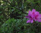 ツツジの写真あります 去年の5月に撮影した、公園に咲く花の写真です。 イメージ5