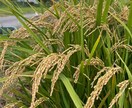家庭菜園の花壇作りから有機栽培のアドバイスします 新米有機栽培農家ですが、皆さんで庭に「ボタジェ」をりましょう イメージ1
