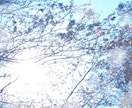 人間より長寿の❀桜の樹その精霊に貴方の幸せ聴きます 万物の一部である貴方♥桜の木からのメッセージ聴いてみませんか イメージ9