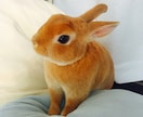 愛うさぎと仲良くなる方法を教えます 問題行動が少なく、表情豊かになります イメージ5