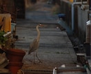 スナップ写真を提供します 地元でしか撮れない写真を提供します。 イメージ1