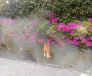 恋に悩んだら…にゃんこが恋のきもちを占います 「あの人はどう思ってるのかにゃ？」猫が伝えるきもち占い イメージ2