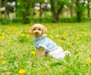 自然な表情を大切に愛犬・ペットを撮影いたします 大切な家族との、今という宝物を写真に。 イメージ2