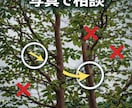 庭木の剪定、写真で相談できますます この木、切っていい？写真で解決 イメージ1