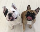 ドッグトレーナーが愛犬との向き合い方を教えます ワンちゃんについての悩みを解決しよう！ イメージ4