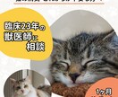 臨床23年獣医が愛猫の不安を1ヵ月サポートします あなたの愛猫のための自宅ケアのコツや心の整理まで支えます。 イメージ1