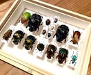 クワガタやカブトムシなどの昆虫標本作成します インテリアとして、飼育した個体の思い出を残しませんか イメージ2