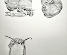 プロが世界に一枚のリアルなペット鉛筆画を描きます 昆虫・魚類・両生類・爬虫類・鳥類・哺乳類まで全対応します イメージ5