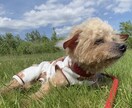 トイプードルの癒しの写真を提供します トイプードルのかわいらしい日常をお届けします イメージ4