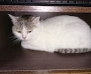 命理と易占(周易)であなたの恋の行方を占います 片想い.恋愛.不倫.離婚問題…男女の問題なら何でもどうぞ！ イメージ5