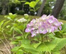 不安・不登校・愛着障害に寄り添います 不安障害/愛着障害/不登校/赤面症/発達障害/人間不信 イメージ3
