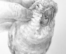 ペットの似顔絵を手描き原画で制作します お写真をもとに、ハガキサイズのペット肖像画を制作いたします。 イメージ2