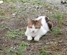 人に言いづらい悩みや愚痴、お聞き致します 家族、知人には話し辛い悩みや愚痴をお聞きさせていただきます。 イメージ2