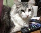 猫の飼い方から病気のトラブルまで、相談に乗ります 【元獣医師・現在11匹の猫を飼っています】 イメージ2