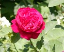 バラの写真を提供します 花の写真が必要な方必見！インテリアにオススメ！！ イメージ3