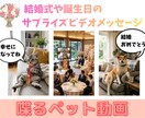 驚きと感動！ペットが喋るサプライズ動画制作します 写真と台本だけ。大切なペットが表情豊かにメッセージを届けます イメージ2