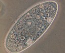 高校生物の勉強法についてアドバイスします！ イメージ2