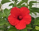 あなたのお話し、ゆったりとお聴きします あなたが人生を明るく、軽やかに、悠々と歩む♫お手伝いします イメージ3