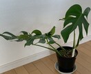 観葉植物の飼育方法などご相談聞きます 育て方がわからない方よく枯らしてしまう方など相談ください。 イメージ2