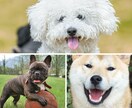 お試し用/アニマルコミュニケーションします その行動、ちゃんと理由があります。動物さんの気持ち聞きます。 イメージ1