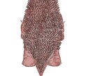 モンスター・怪獣の設定絵を描きます 設定を思いついたけどイメージがわかない方の手助けに！ イメージ3