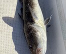北海道の釣り楽しい話しします マグロからヤマメ迄の、釣り教えます。 イメージ4