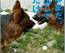 愛犬の成長過程のお悩みアドバイスします 初めて犬を家族としてお迎えされた方。☆★プロがサポート☆★ イメージ1