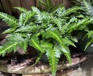 観葉植物の選び方賜ります 職場の環境に最適な観葉植物をインテリア性も合わせてチョイス！ イメージ3